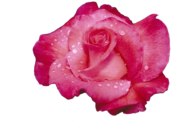 leben rose 01